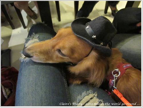 【腸♥聚】貓來貓去茶坊+環球迷你寵物公園 - 第15張圖