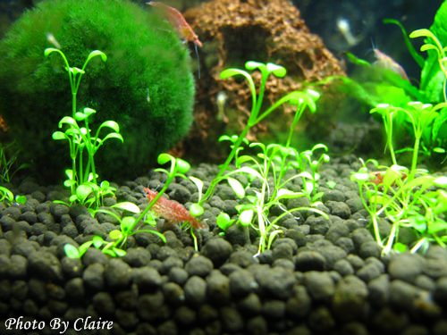 這一次的感動‧孔雀魚生小魚 - 第11張圖