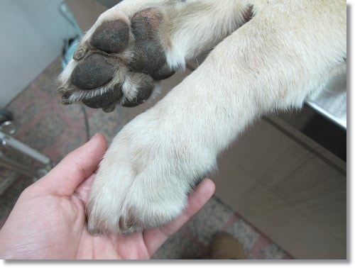 【PET】天使布 - 第2張圖