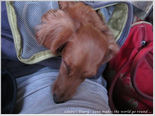 【腸♥聚】貓來貓去茶坊+環球迷你寵物公園 - 第28張圖