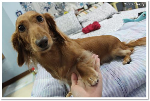 【Tila】Docky磁化牛奶浴~&~失落的蝴蝶結 - 第21張圖 【Tila】Docky磁化牛奶浴~&~失落的蝴蝶結