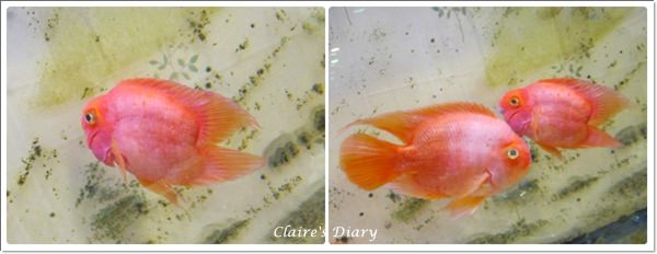 【食‧高雄】興隆居、下一鍋/阿玉水煎包、尚芳土魠魚、饌巴黎 - 第5張圖