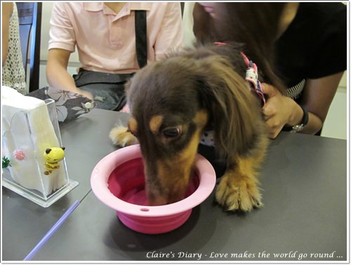 【腸♥聚】貓來貓去茶坊+環球迷你寵物公園 - 第7張圖