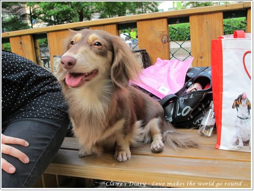 【腸♥聚】貓來貓去茶坊+環球迷你寵物公園 - 第21張圖