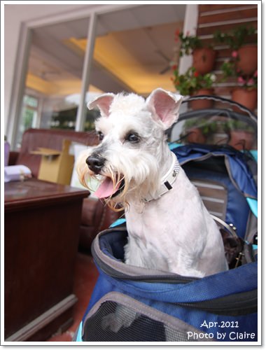 ★狗兒的春吶盛會 <重頭戲:跑錯麻咪的小T...> - 第9張圖