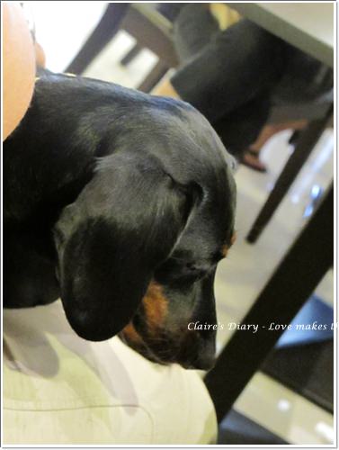 【腸♥聚】貓來貓去茶坊+環球迷你寵物公園 - 第14張圖