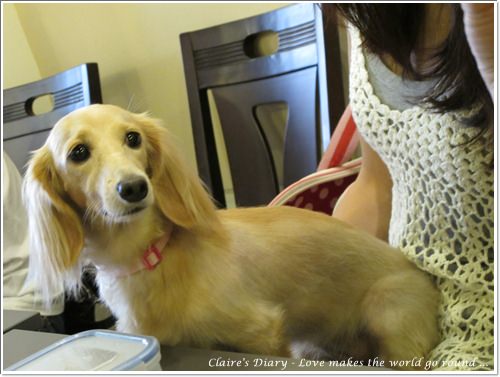 【腸♥聚】貓來貓去茶坊+環球迷你寵物公園 - 第8張圖