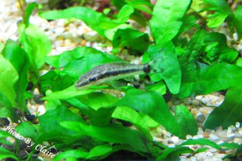 這一次的感動‧孔雀魚生小魚 - 第8張圖