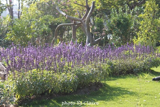 【遊】聖誕氛圍‧人多到爆炸的花博 - 第8張圖