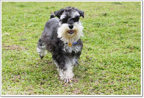 ★狗兒的春吶盛會 <重頭戲:跑錯麻咪的小T...> - 第6張圖