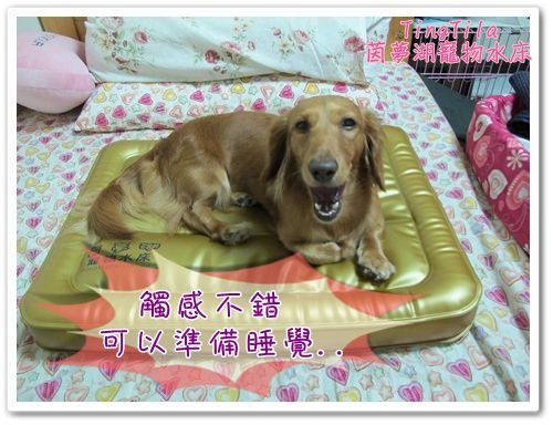 【Tila愛買買】第四代茵夢湖寵物水床 - 第7張圖