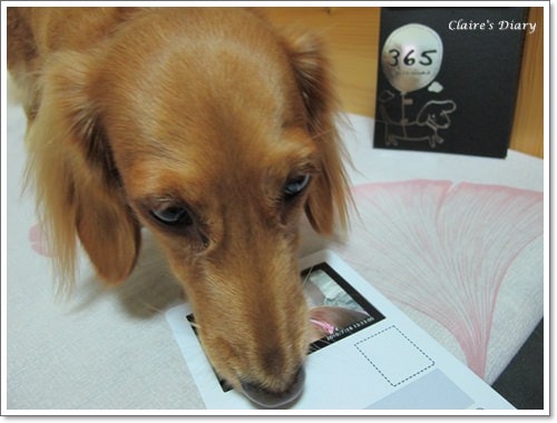 【Tila愛買買】2011臘腸桌曆,你家寶貝在哪裡? - 第4張圖