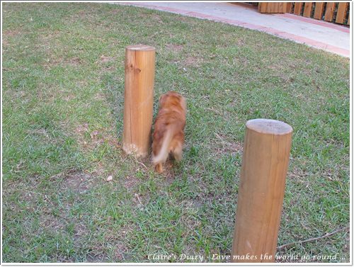 【腸♥聚】貓來貓去茶坊+環球迷你寵物公園 - 第22張圖