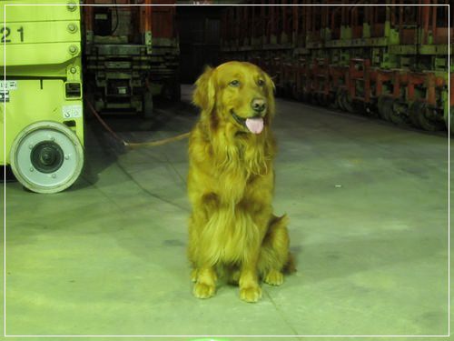 【PET】♥雞腿好可愛♥ - 第2張圖 【PET】♥雞腿好可愛♥