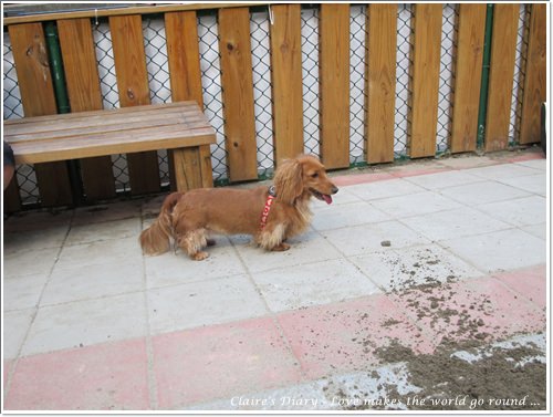 【腸♥聚】貓來貓去茶坊+環球迷你寵物公園 - 第20張圖