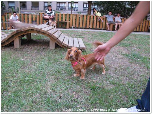 【腸♥聚】貓來貓去茶坊+環球迷你寵物公園 - 第24張圖