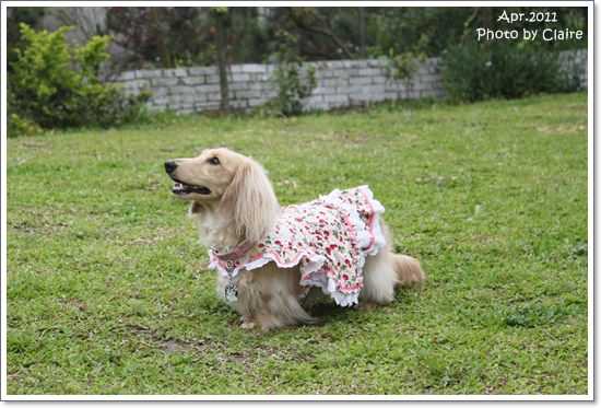 ★狗兒的春吶盛會 <重頭戲:跑錯麻咪的小T...> - 第18張圖