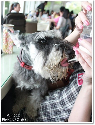 ★狗兒的春吶盛會 <重頭戲:跑錯麻咪的小T...> - 第39張圖