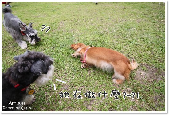 ★狗兒的春吶盛會 <重頭戲:跑錯麻咪的小T...> - 第22張圖