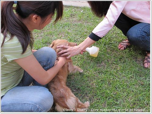 【腸♥聚】貓來貓去茶坊+環球迷你寵物公園 - 第17張圖