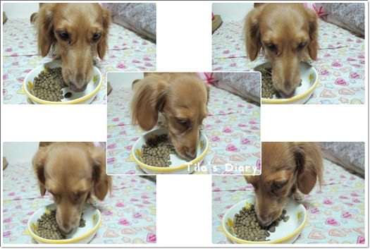 【寵食】讓Tila為之瘋狂Natural Balance‧與小福麻の約定 - 第11張圖