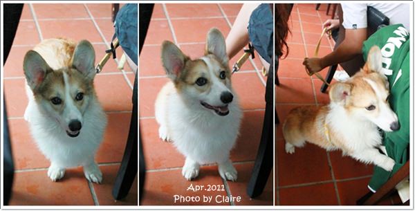 ★狗兒的春吶盛會 <重頭戲:跑錯麻咪的小T...> - 第25張圖