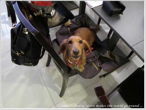 【腸♥聚】貓來貓去茶坊+環球迷你寵物公園 - 第3張圖