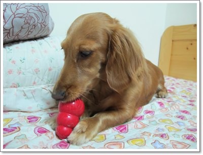 【Tila愛買買】葫蘆型Kong - 第8張圖