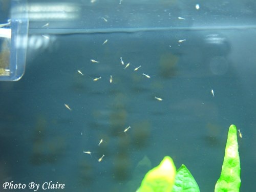 這一次的感動‧孔雀魚生小魚 - 第10張圖