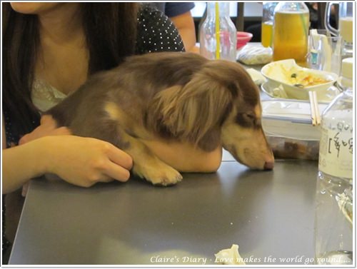 【腸♥聚】貓來貓去茶坊+環球迷你寵物公園 - 第13張圖