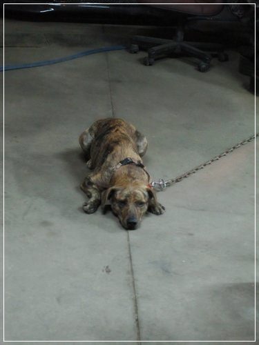 【PET】♥雞腿好可愛♥ - 第9張圖 【PET】♥雞腿好可愛♥