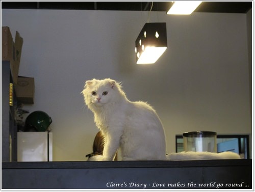 【腸♥聚】貓來貓去茶坊+環球迷你寵物公園 - 第9張圖