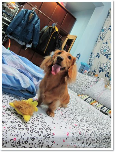 【Tila】Docky磁化牛奶浴~&~失落的蝴蝶結 - 第19張圖 【Tila】Docky磁化牛奶浴~&~失落的蝴蝶結