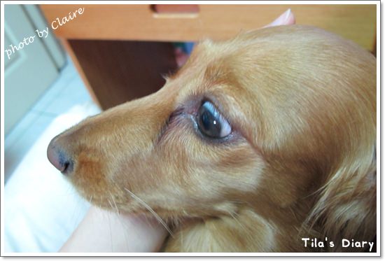 【寵食】讓Tila為之瘋狂Natural Balance‧與小福麻の約定 - 第7張圖