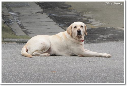 【Tila】Docky磁化牛奶浴~&~失落的蝴蝶結 - 第22張圖 【Tila】Docky磁化牛奶浴~&~失落的蝴蝶結