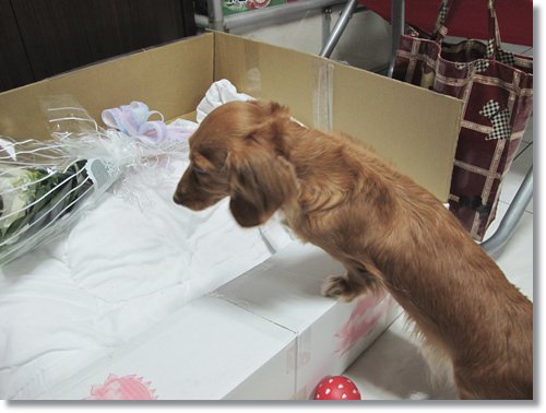 【PET】天使布 - 第7張圖