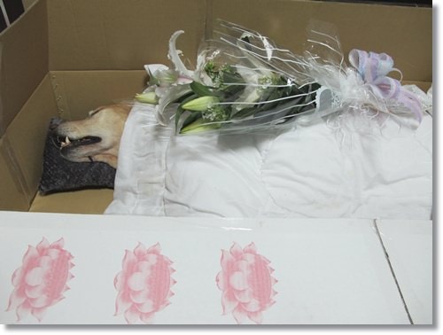 【PET】天使布 - 第6張圖