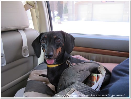 【腸♥聚】貓來貓去茶坊+環球迷你寵物公園 - 第2張圖