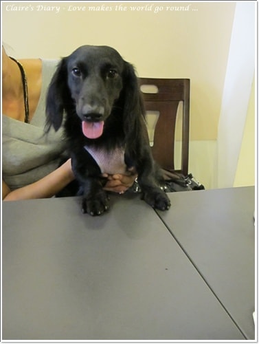 【腸♥聚】貓來貓去茶坊+環球迷你寵物公園 - 第12張圖