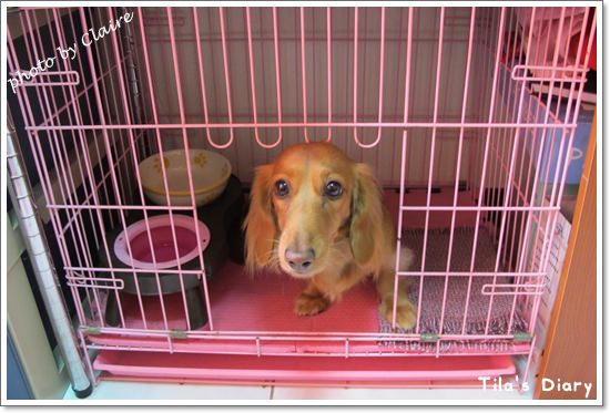 【寵食】讓Tila為之瘋狂Natural Balance‧與小福麻の約定 - 第13張圖