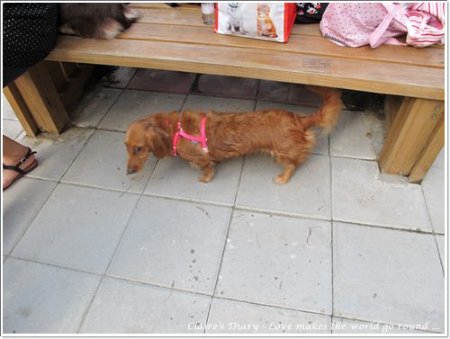 【腸♥聚】貓來貓去茶坊+環球迷你寵物公園 - 第18張圖