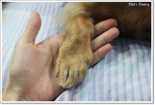 【Tila】Docky磁化牛奶浴~&~失落的蝴蝶結 - 第20張圖 【Tila】Docky磁化牛奶浴~&~失落的蝴蝶結