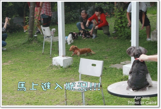 ★狗兒的春吶盛會 <重頭戲:跑錯麻咪的小T...> - 第27張圖