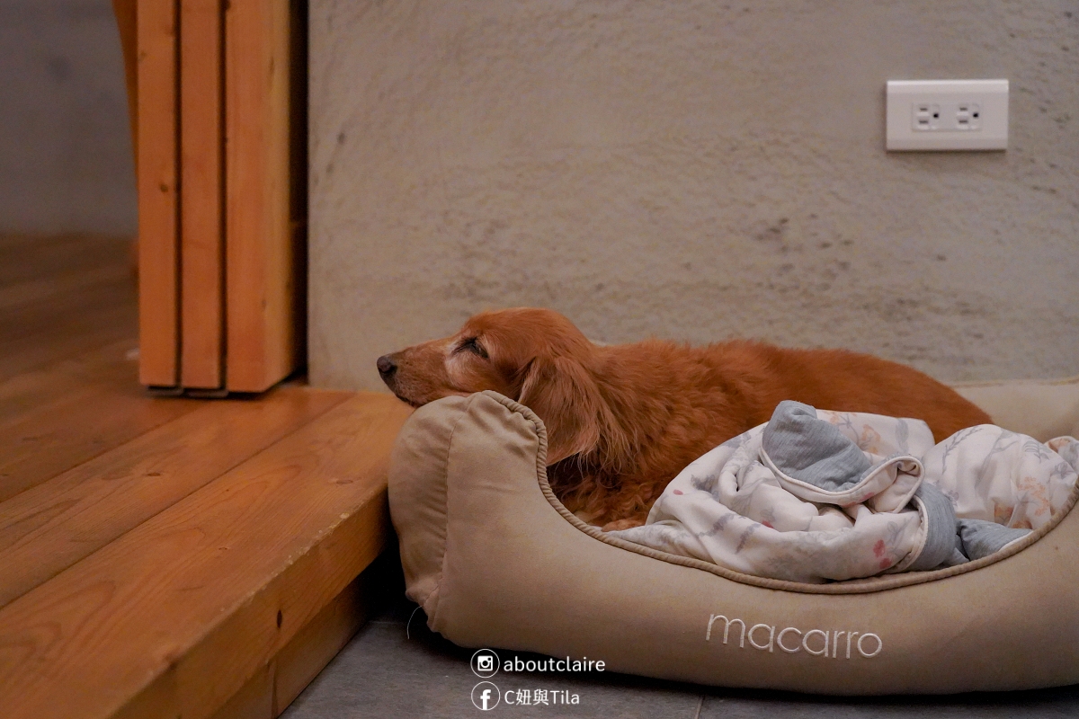 【日月潭寵物友善住宿】八番私人住宅 Residence 8｜草地放電四人房，親子毛孩入住心得-安靜到想多住一晚