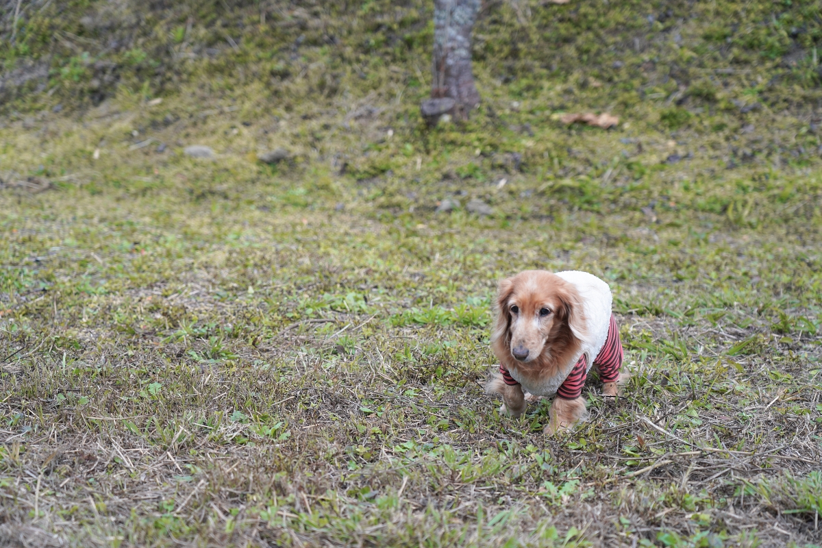【新竹五峰露營車推薦】蟬說：霧語露營車開箱｜親子寵物友善、一泊二食免裝備超享受