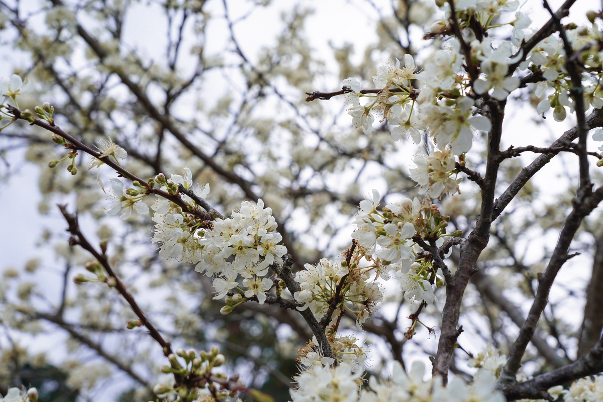 【新竹五峰露營車推薦】蟬說:霧語露營車開箱|親子寵物友善、一泊二食免裝備超享受 - 第60張圖 【新竹五峰露營車推薦】蟬說:霧語露營車開箱|親子寵物友善、一泊二食免裝備超享受