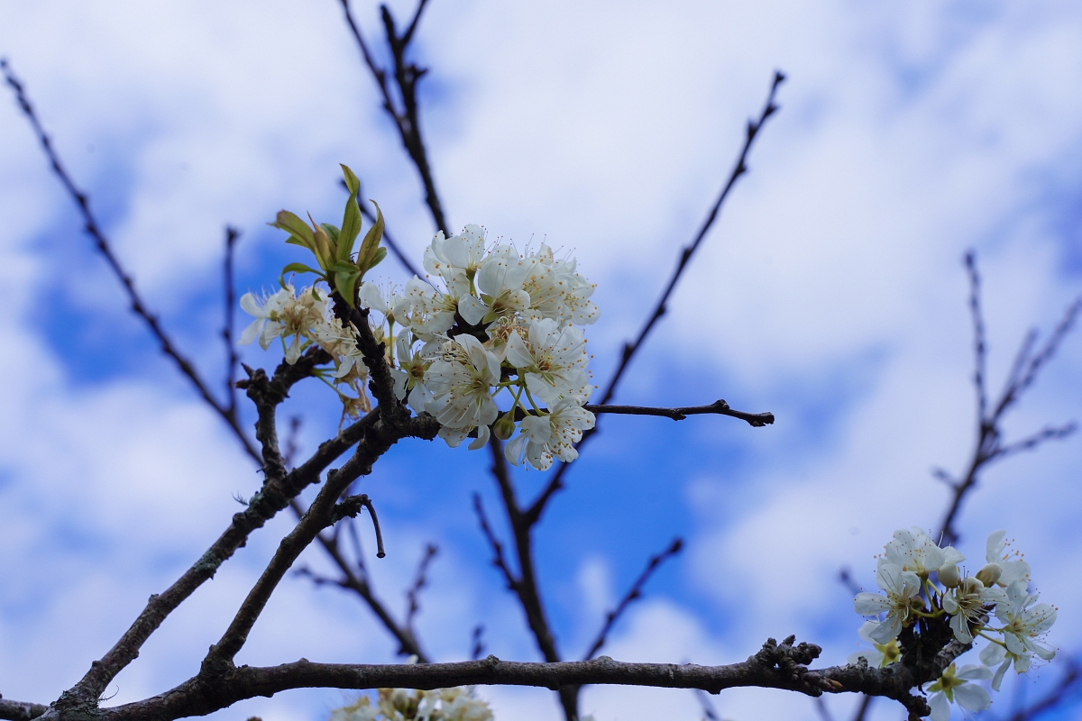 【新竹五峰露營車推薦】蟬說：霧語露營車開箱｜親子寵物友善、一泊二食免裝備超享受