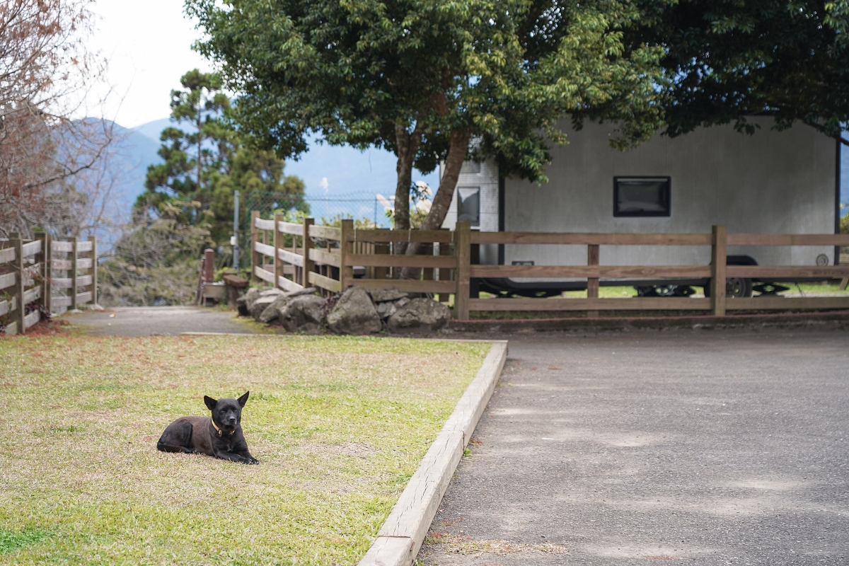 【新竹五峰寵物友善豪華露營】蟬說：霧繞 豐收地帳棚住宿開箱｜一泊二食×雲海美景×櫻花季