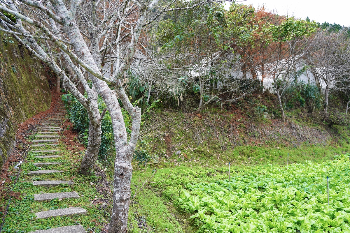 【新竹五峰寵物友善豪華露營】蟬說：霧繞 豐收地帳棚住宿開箱｜一泊二食×雲海美景×櫻花季