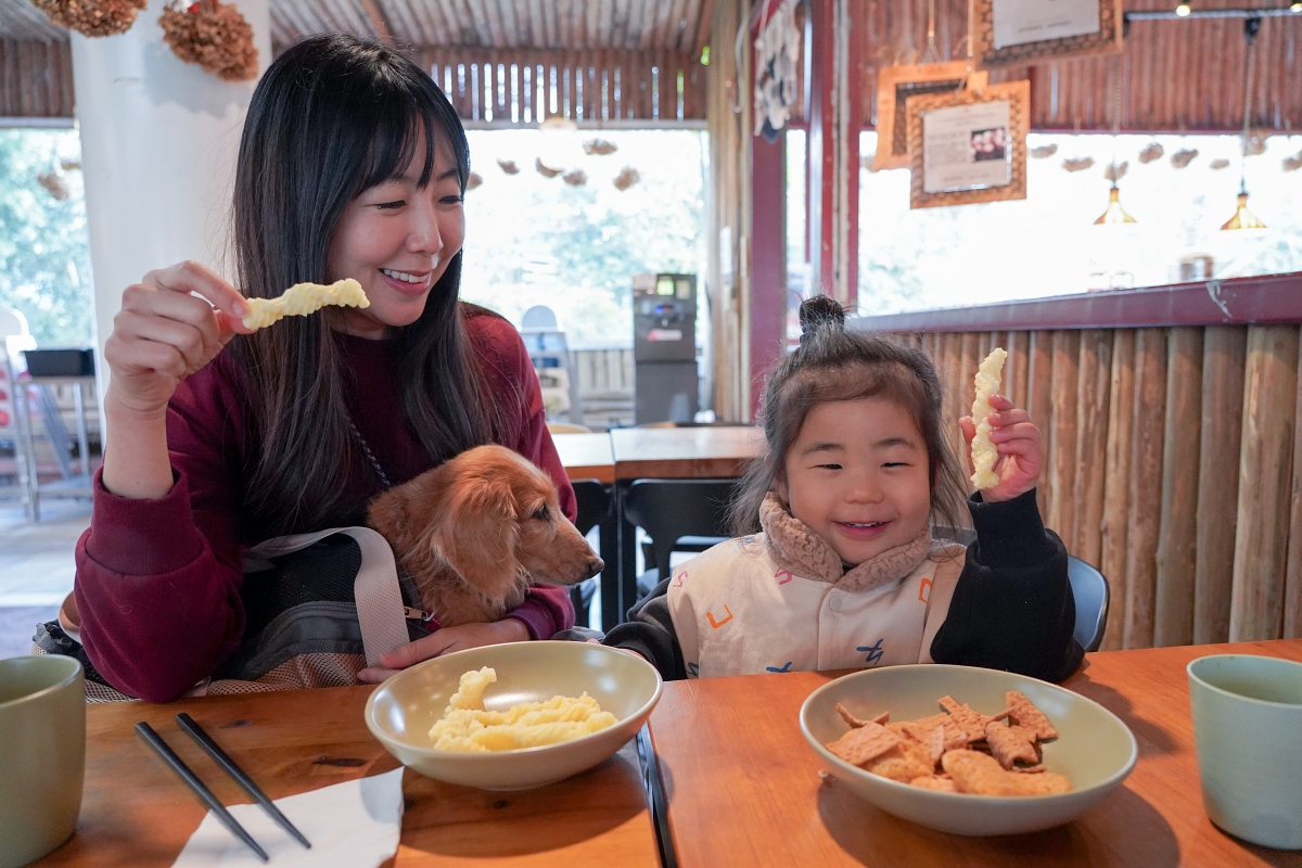 【新竹五峰寵物友善豪華露營】蟬說：霧繞 豐收地帳棚住宿開箱｜一泊二食×雲海美景×櫻花季